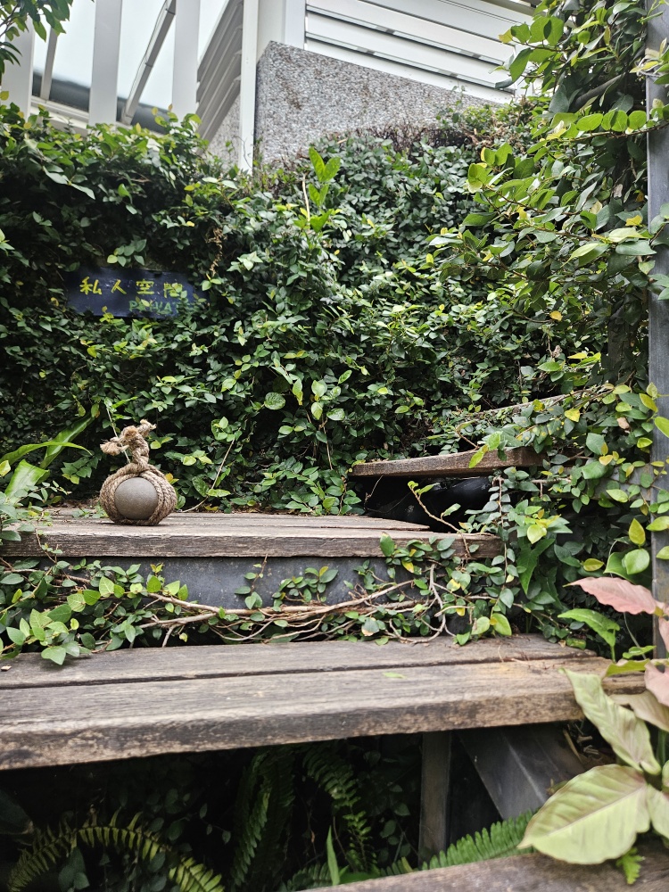 垂掛的鹿角蕨